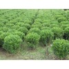 【薦！】【天津黃楊球批發(fā)】【山西黃楊球基地】【濰坊黃楊球價(jià)格】~青州光輝苗木